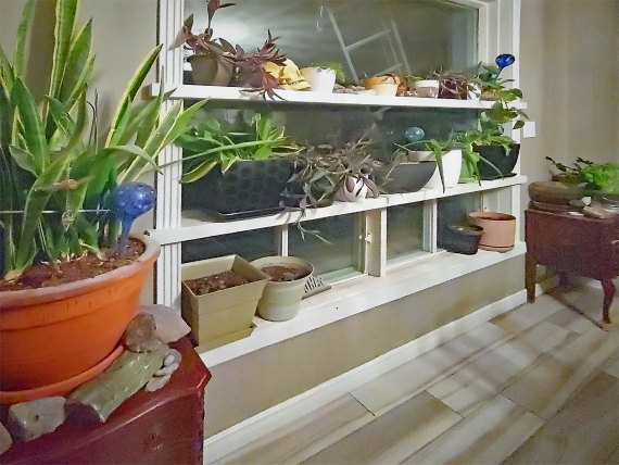 Dining room front wall