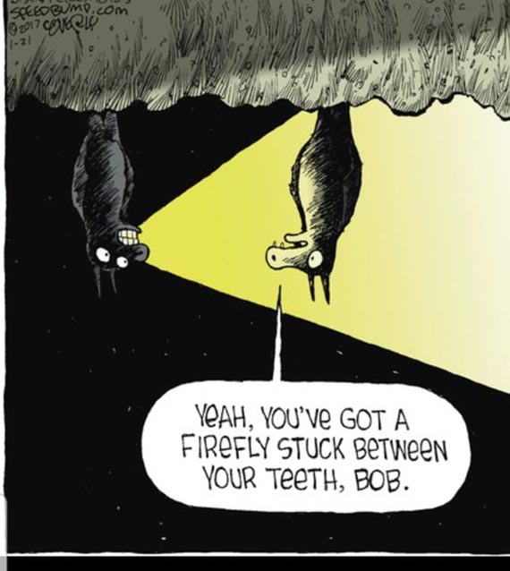 Spotlight on Bats